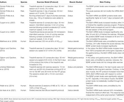 The Molecular Effects of BDNF Synthesis on Skeletal Muscle: A Mini-Review